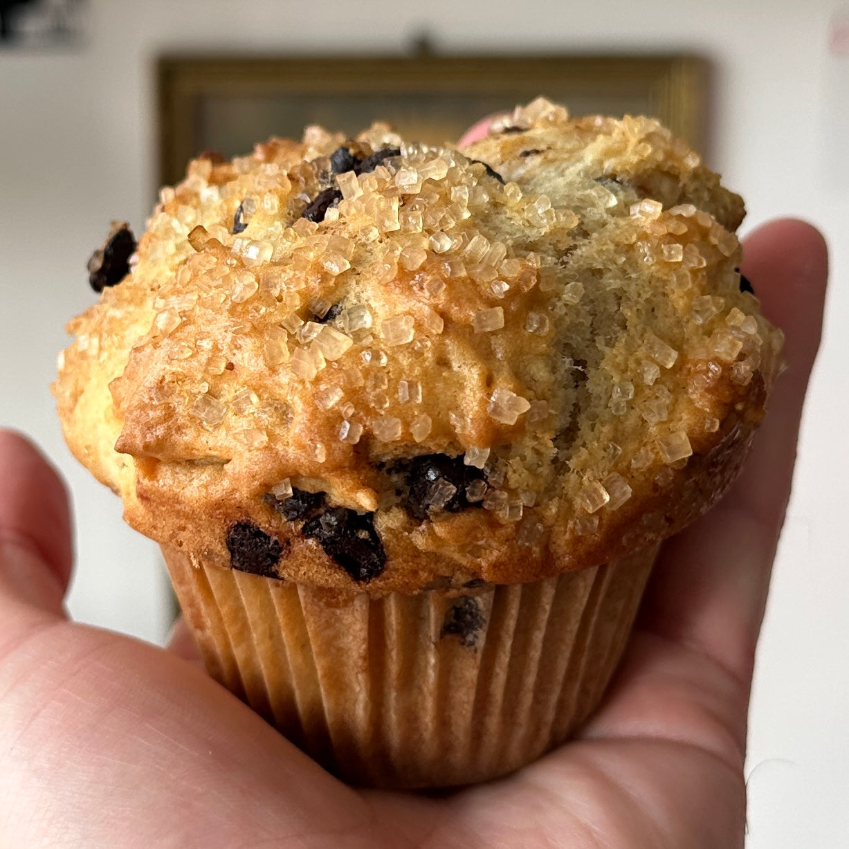 Chocolate Chip Muffin